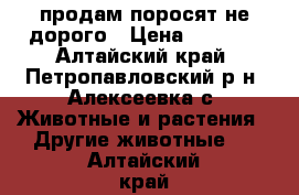 продам поросят не дорого › Цена ­ 2 000 - Алтайский край, Петропавловский р-н, Алексеевка с. Животные и растения » Другие животные   . Алтайский край